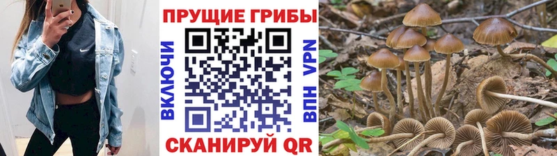 Галлюциногенные грибы Psilocybe  Стрежевой 